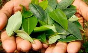 Primer uso de anestesia.