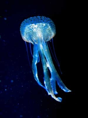 Surgimiento del Sistema Nervioso