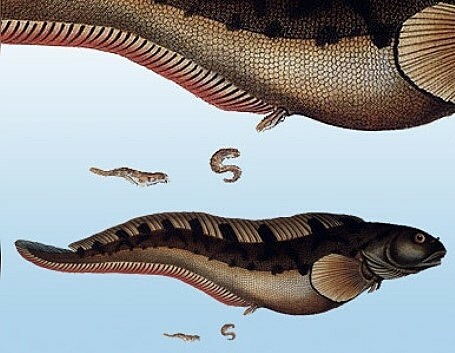 Surgimiento del Primer cerebro