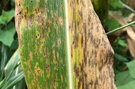 La enfermedad y la superstición