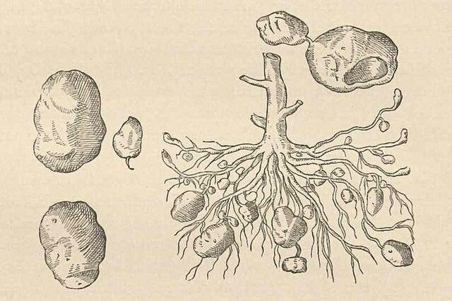 Potatoes Brought to Europe