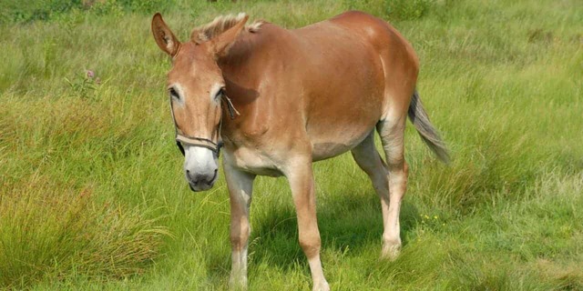 The First Mule Breed