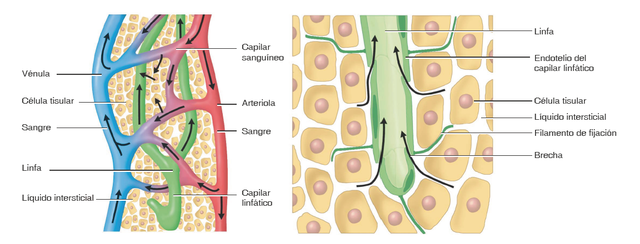 Evento 4-Efectos Biológicos de la Radiación