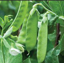 Mendel's Pea Plant Theory and Evolution