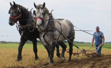 Horse and Mule power.