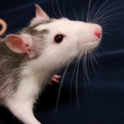 Timeline: Modelos animales y robótica