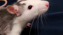 Timeline: Modelos animales y robótica