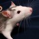940675 pet rat