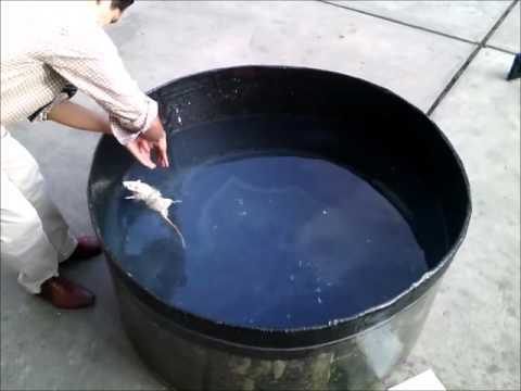 surge el experimento de laberinto de agua de Morris realizado con ratas y ratones