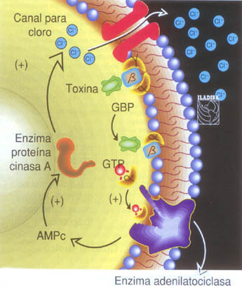 EPIDEMIOLOGÍA MOLECULAR