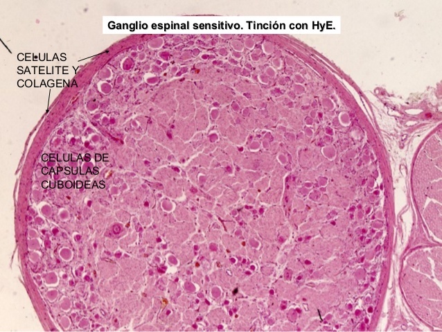 Ganglios Cerebroespinales