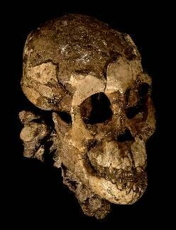 Cerebro en Homínidos