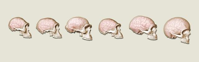 Características cerebrales