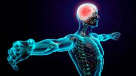 Timeline: Sistema Nervioso