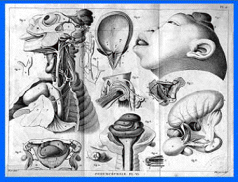 Etinne saint Hilaire e Isidore saint Hilaire 1818 D.C