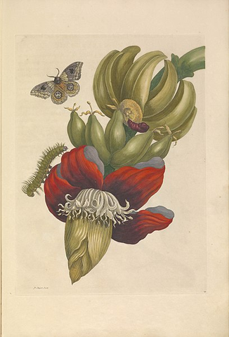 Maria Sibylla Merian Publishes Metamorphosis Insectorum Surinamensium