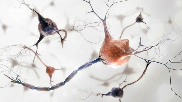 PRIMERA AGRUPACION NEURONAL