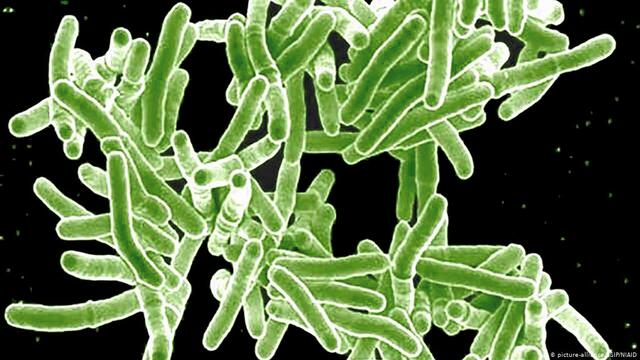 Koch aísla el bacilo que producía la tuberculosis