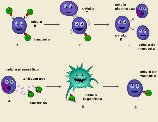 Teoría Fagocítica de la inmunidad