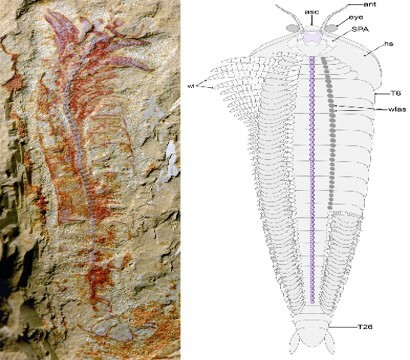 Sistema nerviosos central