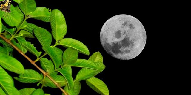 LA TEORÍA CÓSMICA O SIDERAL