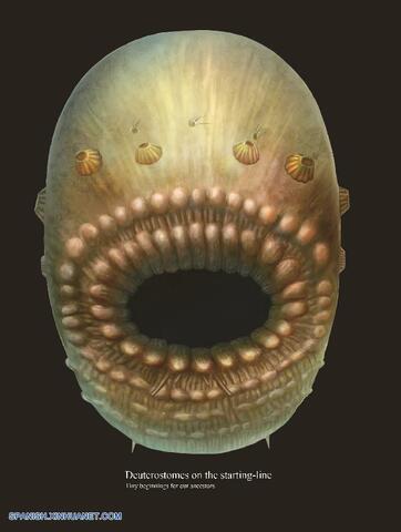 Cristales de calcio.