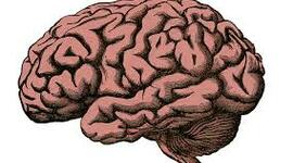 Timeline: Evolución del cerebro.