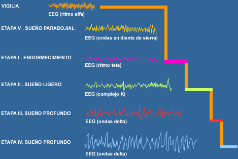 EEG FRECUENCIAS FASES DEL SUEÑO