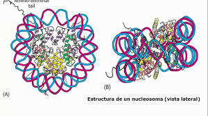 Oswald Avery, Colin MacLeod y Maclyn McCarty