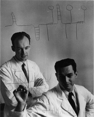 Marshall Nirenberg and Severo Ochoa