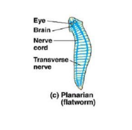 El cordón Neuronal.
