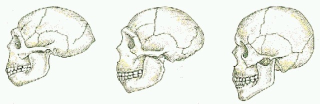 Crecimiento del Cerebro