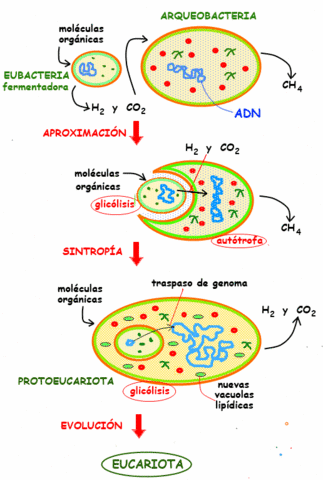 Evolución de la célula eucariota Pt1