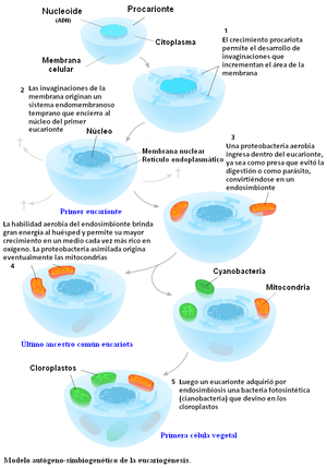 Evolución de la célula eucariota Pt4