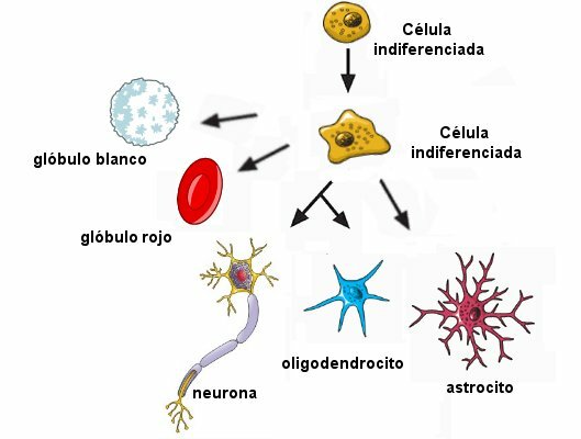 Primeros signos de diferenciación celular
