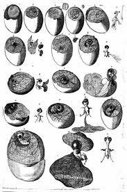 Girolamo Fabricius d´Acquapendente 1574 D.C