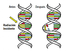 Efectos biológicos de las radiación