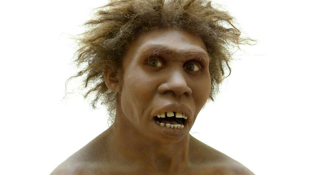 Homo erectus