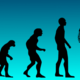 Human evolution