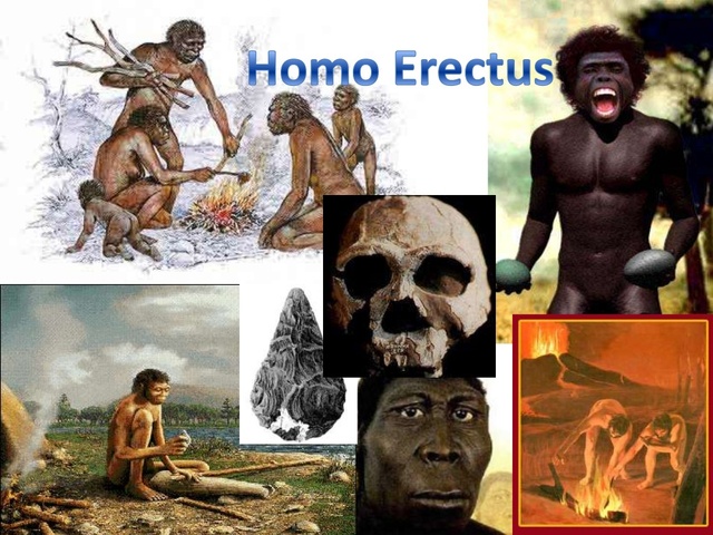 HOMO ERECTUS (Paleolític inferior)