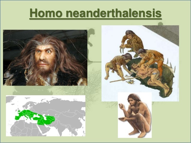 HOMO NEANDERTHALENSIS (Paleolític)