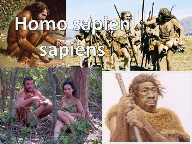 HOMO SAPIENS SAPIENS (Paleilític superior)