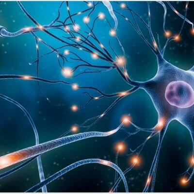 Timeline: Sistema Nervioso