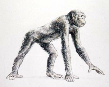DRYOPITHECUS