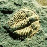 ERA PALEOZOICA