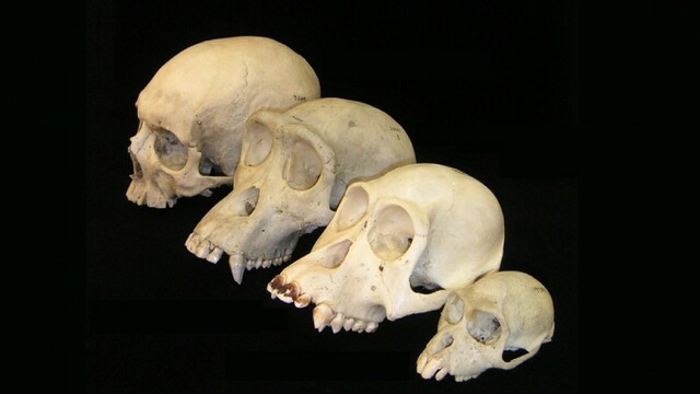 Hominidos capacidad craneal