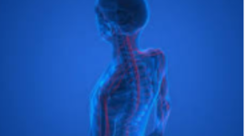 Timeline: La evolución del sistema nervioso