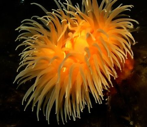 Surgimiento del sistema nervioso