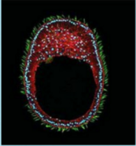 Surgimiento de las primeras neuronas.