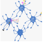 Surgimiento de la primera agrupación neuronal